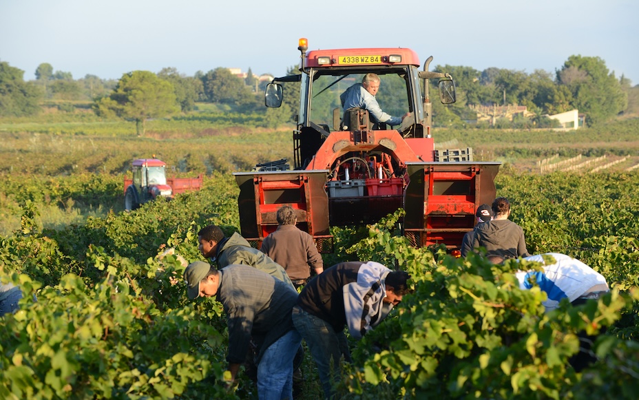 Domaine La Janasse Vendanges Wine Harvest
